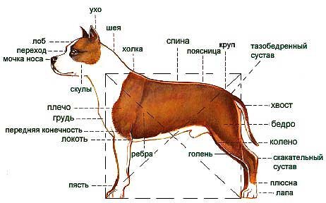 Амстаффтерьер стандарт породы